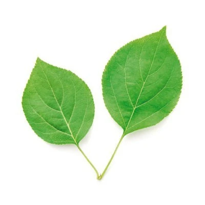 DEPILIA CHLOROPHYLL Hot Wax product thumbnail 2