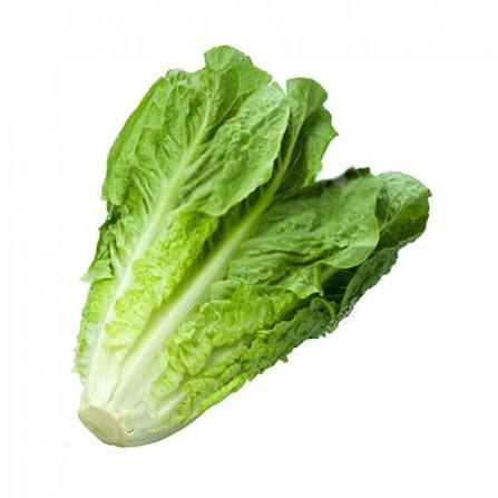 Roman Lettuce product thumbnail 2
