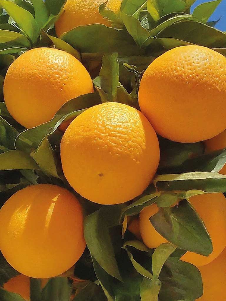 Imported Valencia Orange product thumbnail 2
